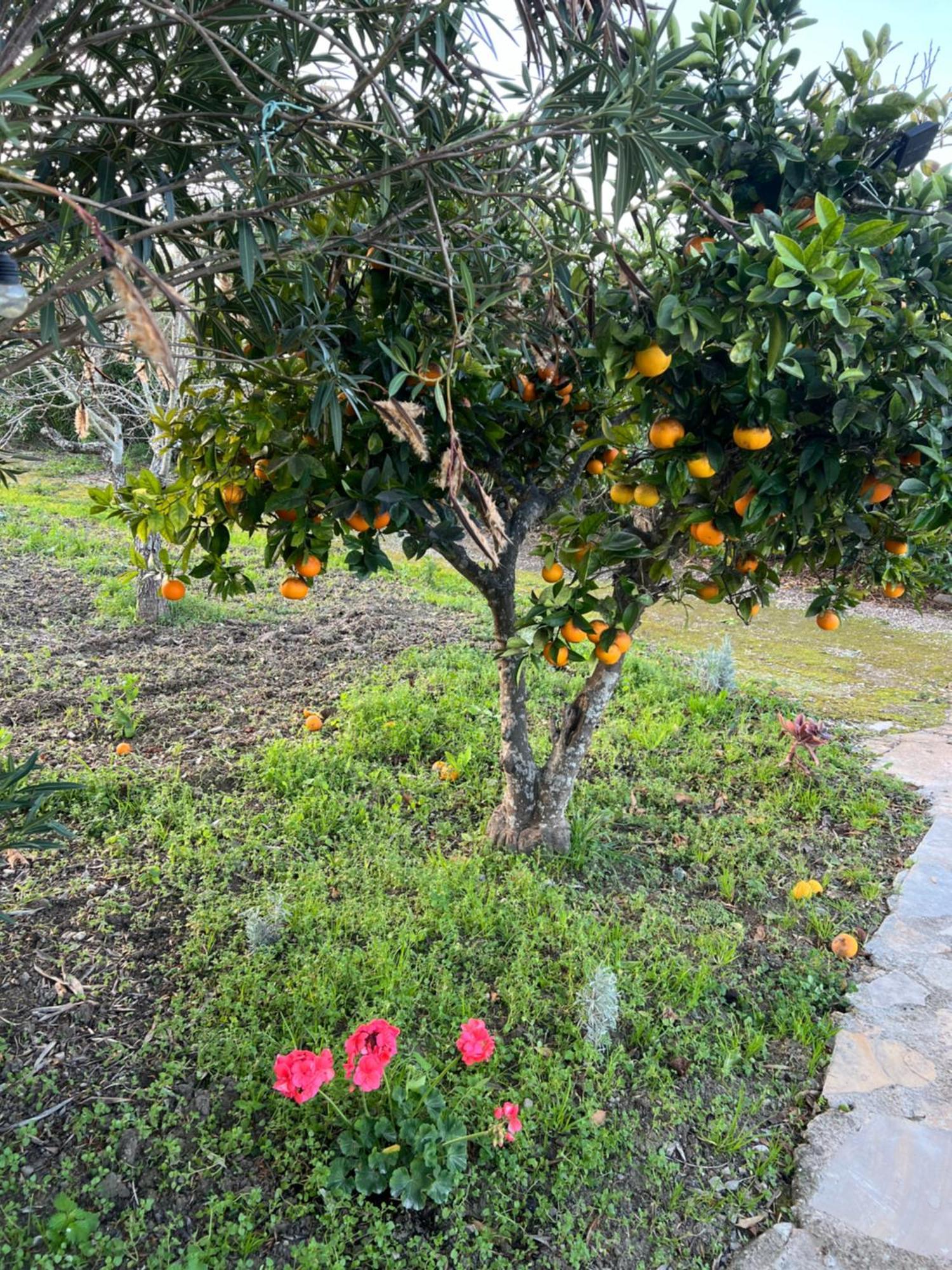 Es Puig Villa Santa Margalida Luaran gambar